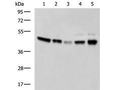 兔抗MAPK8多克隆抗体