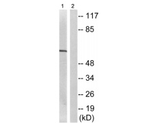 兔抗MAP2K7(Phospho-Ser271)多克隆抗体