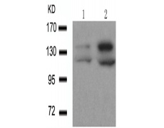 兔抗HDAC4/HDAC5/HDAC9 (phospho-Ser246/259/220)多克隆抗体
