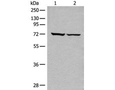 兔抗DDX59多克隆抗体