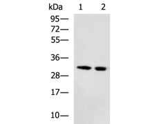 兔抗DECR2多克隆抗体