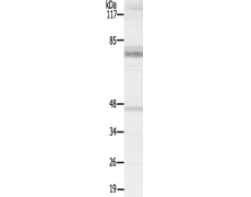 兔抗MAP3K7(Ab-187)多克隆抗体