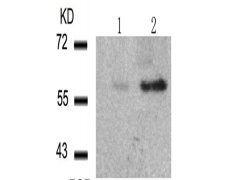 兔抗HDAC2 (Phospho-Ser394)多克隆抗体