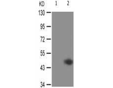 兔抗HDAC3(Phospho-Ser424) 多克隆抗体