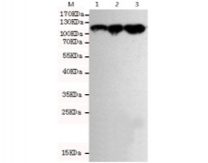 小鼠抗KDM1A单克隆抗体