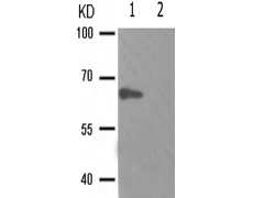 兔抗AKT1(Phospho-Ser129) 多克隆抗体
