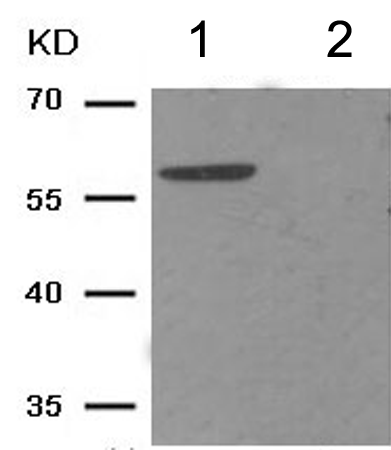 兔抗MAP3K7(Phospho-Thr187) 多克隆抗体