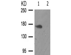 兔抗ALK(Phospho-Tyr1507) 多克隆抗体