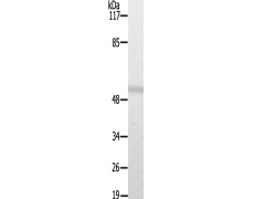 兔抗TUBA4A/1A/4B(Ab-272) 多克隆抗体  
