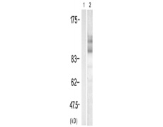 兔抗APP (Phospho-668)多克隆抗体