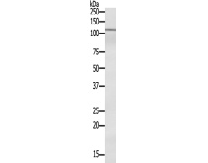 兔抗ARHGAP11A多克隆抗体