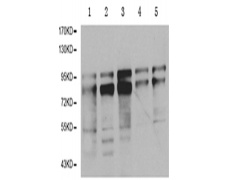 兔抗ARNT多克隆抗体