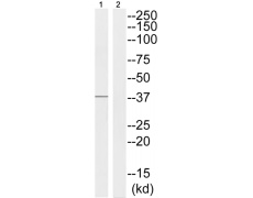 兔抗ATF4(Phospho-Ser219) 多克隆抗体