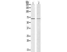 兔抗ATG16L2多克隆抗体