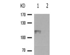 兔抗ATP1A1(Phospho-Ser16) 多克隆抗体
