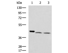兔抗ATP1B4多克隆抗体