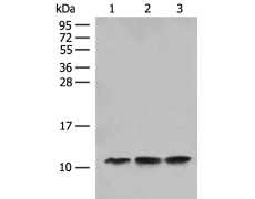 兔抗ATP5MG多克隆抗体