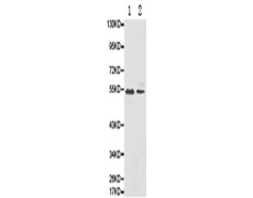 兔抗ATP6AP1多克隆抗体