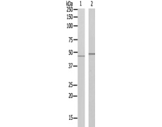 兔抗ATP6V1C2多克隆抗体