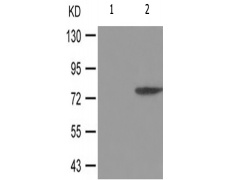 兔抗ATRIP(Phospho-Ser68) 多克隆抗体
