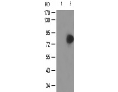 兔抗ATXN1(Phospho-Ser776) 多克隆抗体