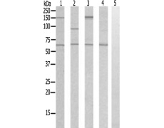 兔抗B4GALNT1多克隆抗体