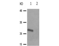 兔抗BCL2(Phospho-Ser87) 多克隆抗体