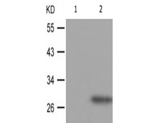 兔抗BCL2(Phospho-Thr69)多克隆抗体