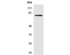 兔抗BTK(Phospho-Tyr551)多克隆抗体