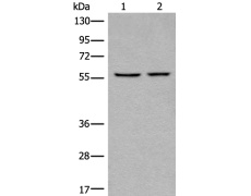 兔抗CAPN10多克隆抗体