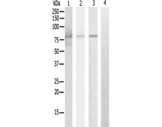 兔抗CAPN12多克隆抗体