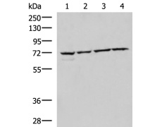 兔抗CBFA2T2多克隆抗体