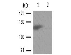 兔抗CBL(Phospho-Tyr674)多克隆抗体