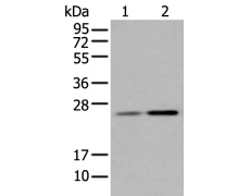 兔抗CBR4多克隆抗体