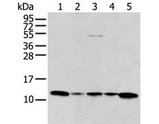 兔抗CCL1多克隆抗体
