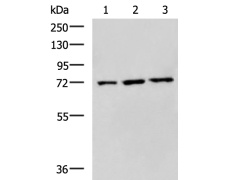 兔抗WRAP53多克隆抗体  