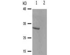 兔抗CCND1(Phospho-Ser90)多克隆抗体