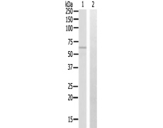 兔抗CCT7多克隆抗体