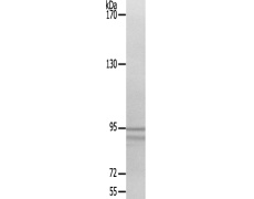兔抗CD22(Ab-807)多克隆抗体