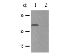 兔抗YWHAZ(Phospho-Thr232) 多克隆抗体 