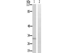 兔抗CD300LF多克隆抗体