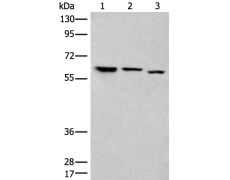 兔抗CDC23多克隆抗体