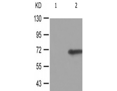 兔抗CDC25A(Phospho-Ser124)多克隆抗体
