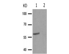 兔抗CDC25A(Phospho-Ser178)多克隆抗体
