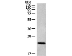 兔抗CDC42/RHO/RAC多克隆抗体