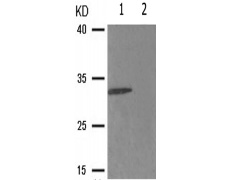 兔抗CDK5(Phospho-Tyr15)多克隆抗体
