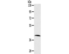 兔抗CDK10多克隆抗体