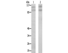 兔抗CDK11B多克隆抗体