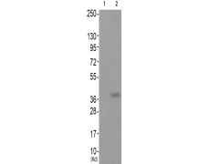 兔抗CEBPA(Phospho-Thr230)多克隆抗体