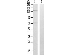 兔抗ZNF446多克隆抗体  